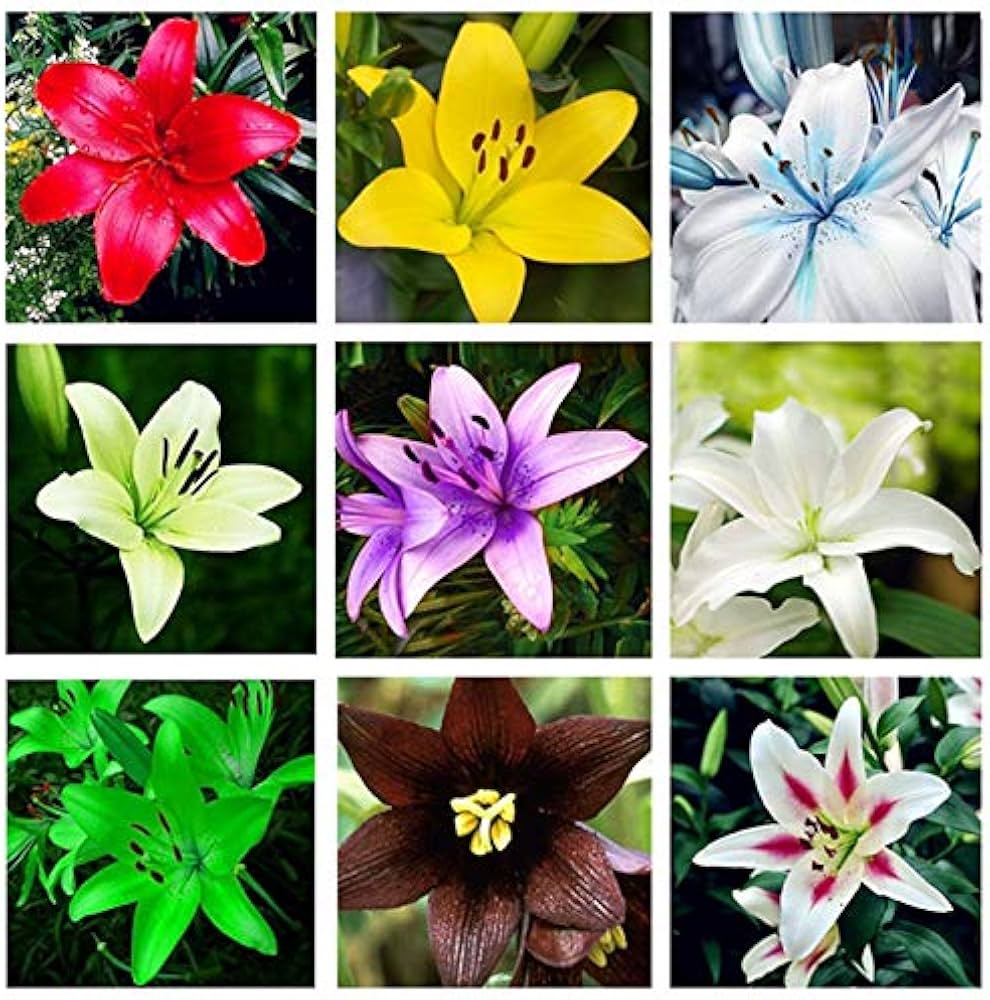Perfume Lily Seeds for fragrant flowers